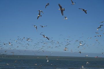Meeuwen op het strand bij Cadzand van Keywan Salehi