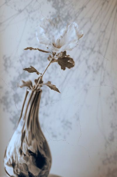 Blanc classique par Ellinor Creation