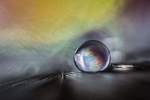 Wassertropfen auf einer Feder