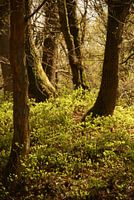 image d'un conte de fées médiéval