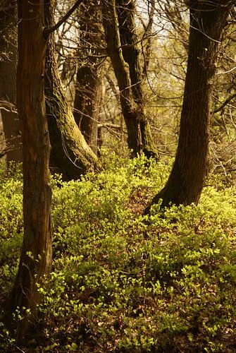 Bild aus einem mittelalterlichen Märchen
