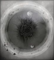 Monochrome cosmos bloom