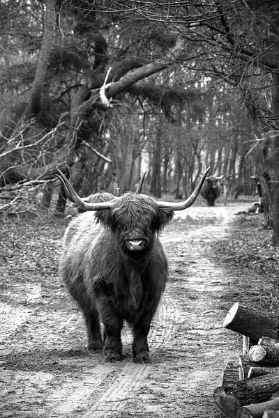 Scotch Highlander, hier bin ich. von Arend van Beek