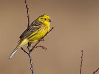 Yellowhammer