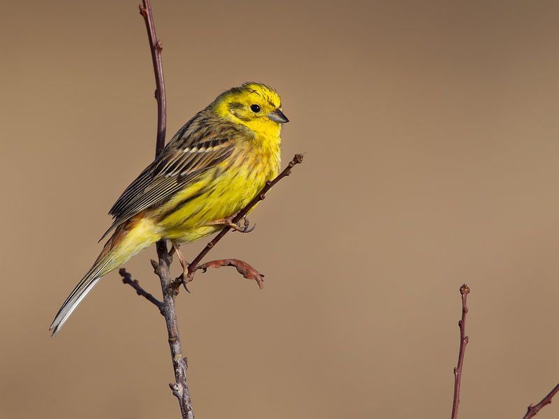 Geelgors van Mark van der Walle