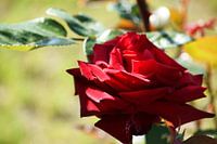 A red rose