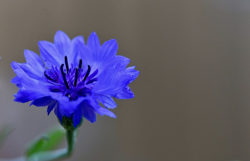 Kornblume von Mieke Verkennis