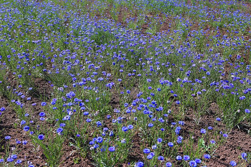 A field of cornflowers by Karina Gebert
