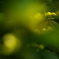 Mysterieuze Lamium II