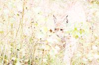 Luchs