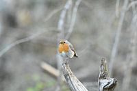 Roodborst op de uitkijk