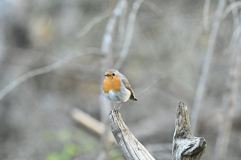 Roodborst op de uitkijk van A Rap