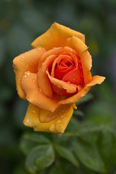 Rose after the rain by Anja B. Schäfer