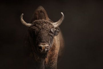 Portret van een wisent of europese bizon | rund | koe van Laura Dijkslag