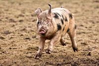 Happy pig