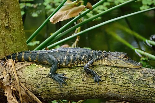 Kleine alligator op een boomstam
