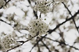 Spring in the garden