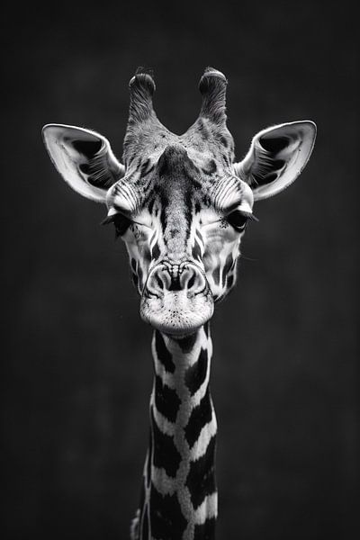 Black-and-white portrait of a giraffe by Imperial Art House