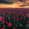 tulipes roses au lever du soleil sur peterheinspictures