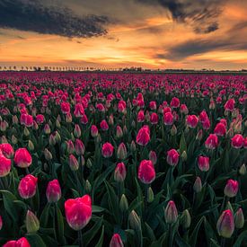 pink tulips at sunrise by peterheinspictures