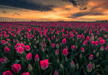pink tulips at sunrise by peterheinspictures
