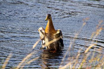 Flapping duck in action just above the water's surface