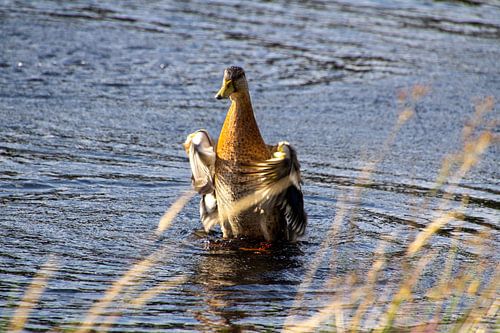 Schlagende Ente in Aktion knapp über der Wasseroberfläche