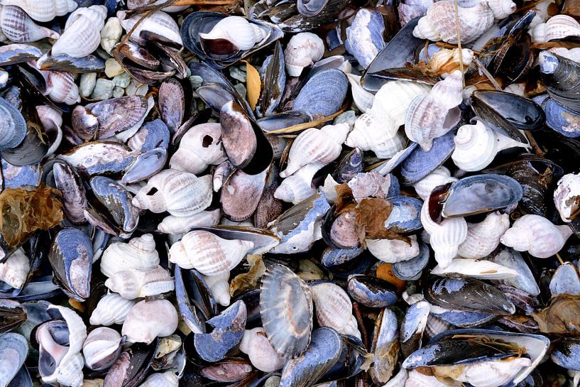 Silent Shells by Fabrizio Gallo