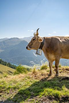Vache suisse dans les Alpes de Davos sur Leo Schindzielorz
