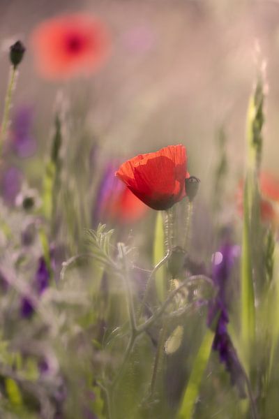 Des coquelicots dans le jardin par Kurt Krause
