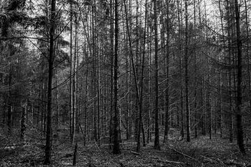 Ein schwarzer und weißer Wald von Jolanda de Jong-Jansen