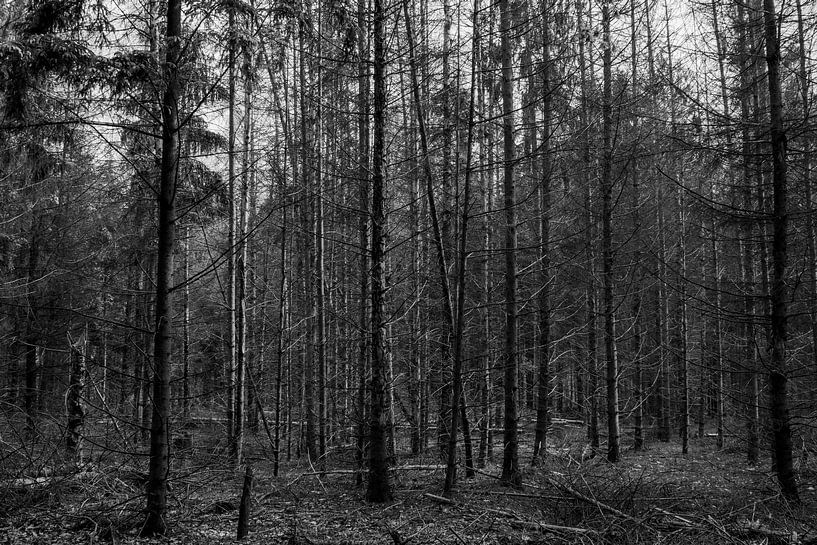 Une forêt noire et blanche par Jolanda de Jong-Jansen