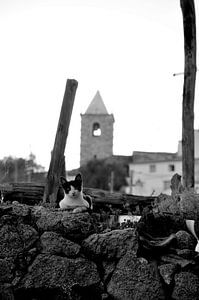 Catwatch