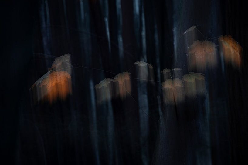 Last leaves of fall by Rosalie van der Bok