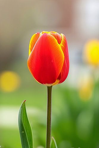 Kleurrijke tulp in volle bloei schilderij