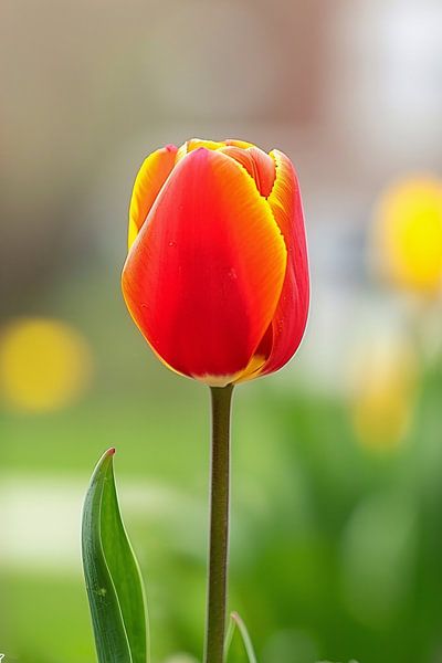 Kleurrijke tulp in volle bloei schilderij van Art & Soul Creations