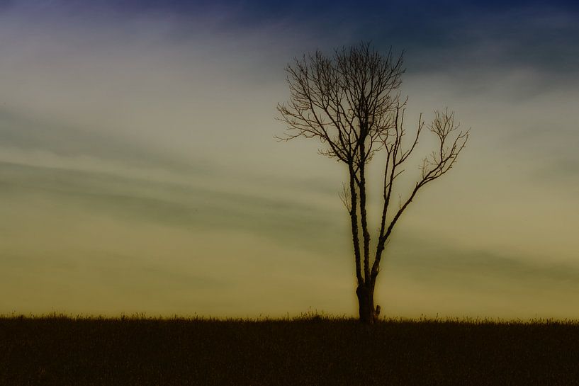 eenzame boom von Yvonne Blokland