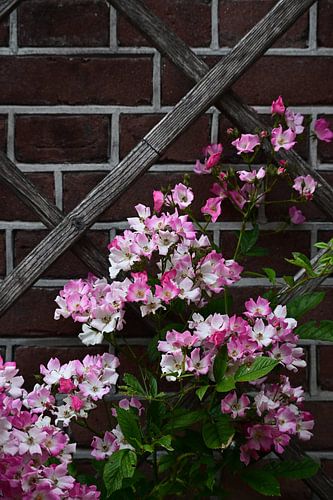 Roze Bloesems bij een Stedelijk Raam