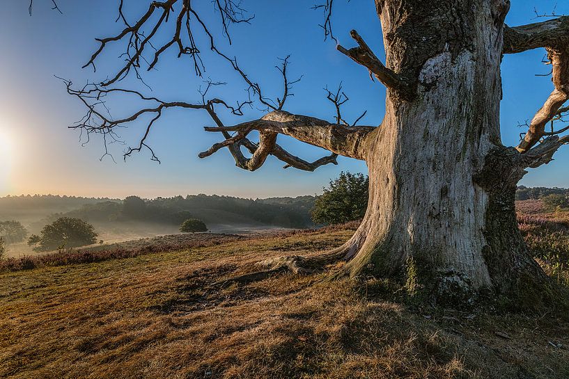 Posbank ( natuur ) von Henk Smit
