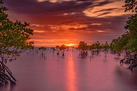 Mangrove von Rogier Kwikkers Miniaturansicht