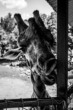 Playful Giraffe in Black and White by Joeri Mostmans