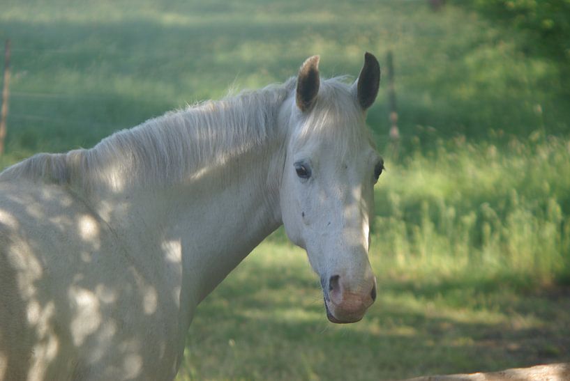 Pferd (3) von Norbert Sülzner