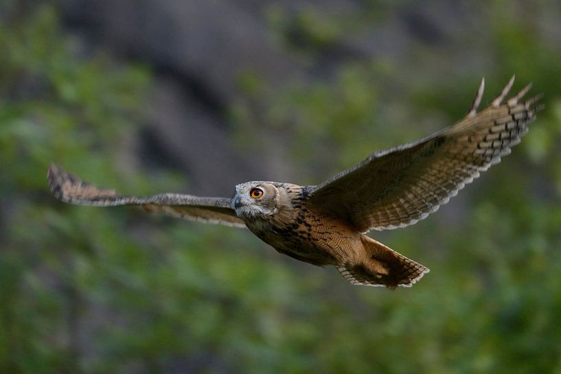 Uhu ( Bubo bubo ) in lautlosem Flug entlang der Felswand eines Steinbruches, wildlife, Deutschland van wunderbare Erde