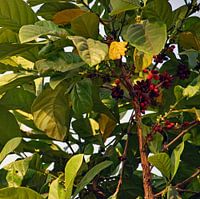 Coffee plant with beans