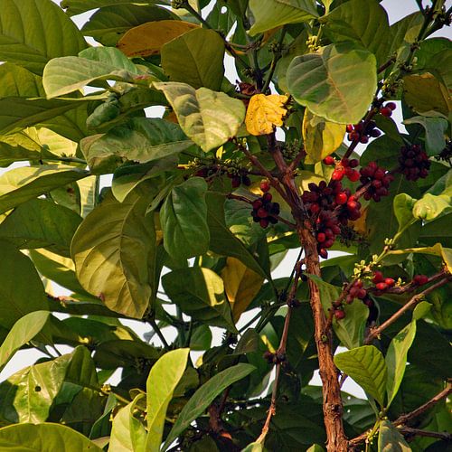 Coffee plant with beans by Homemade Photos