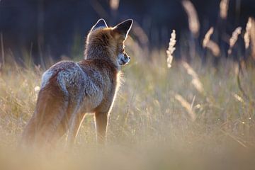 Jagd auf den Fuchs von Pim Leijen