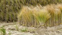 Texelse Duingras: Natuurlijke Schoonheid en Kracht van Texel eXperience thumbnail