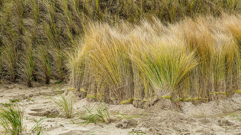 Texelse Duingras: Natuurlijke Schoonheid en Kracht van Texel eXperience
