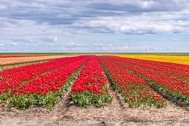 Tulpenfelder in den Niederlanden von Ger van Beek