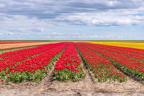 Champs de tulipes aux Pays-Bas